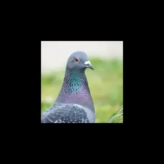 Pigeonsabure