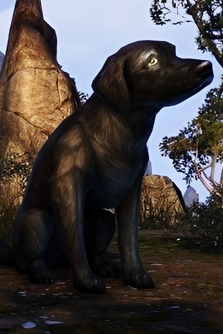 Shornhelm Shepherd